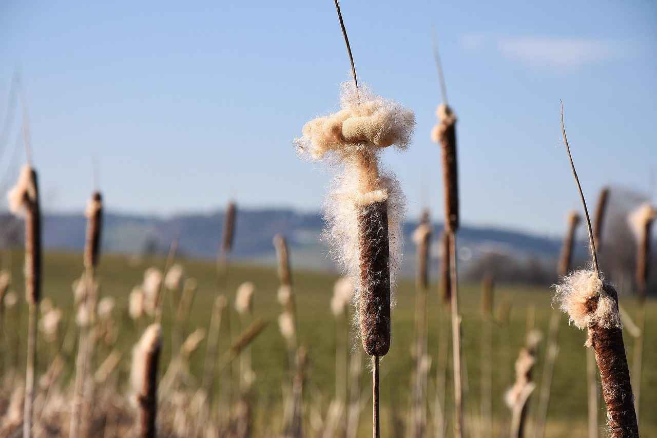 What Are Ultrasonic Cleaners?