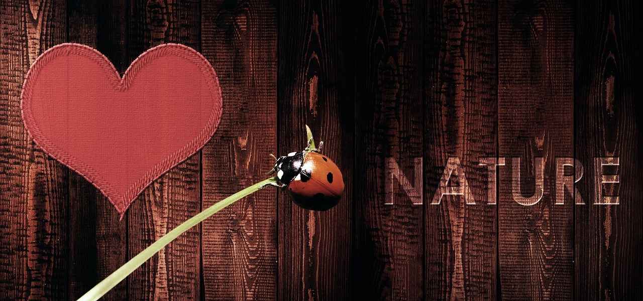 How to Use Omamori?