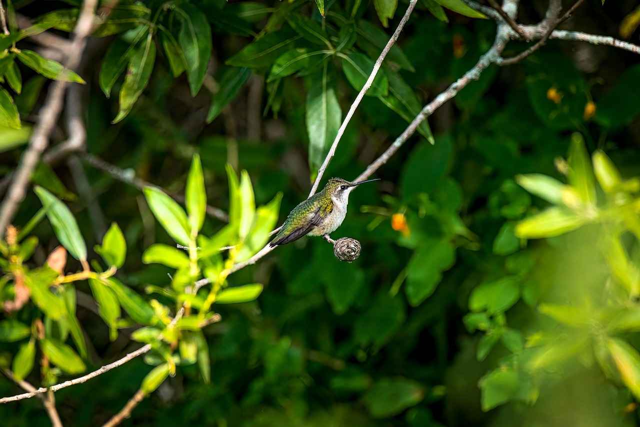 What Does a Ruby Symbolize?