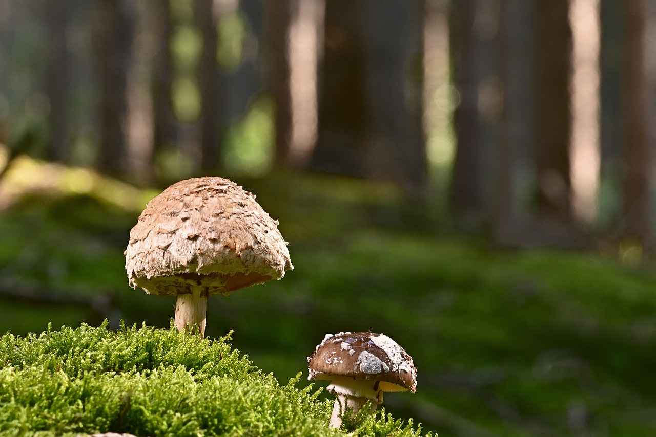 Are Pearl Earrings a Good Investment?