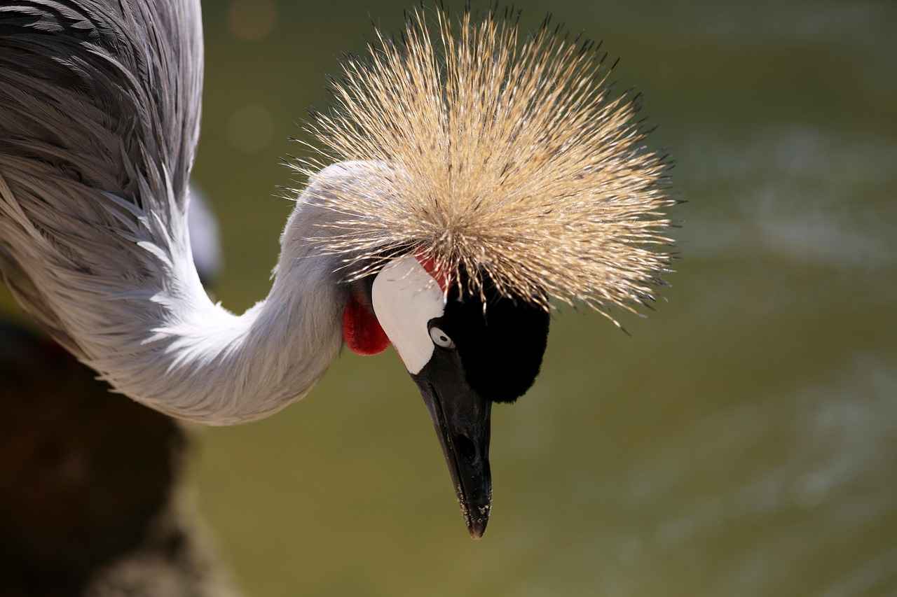 How Did Crowns Evolve Over Time?