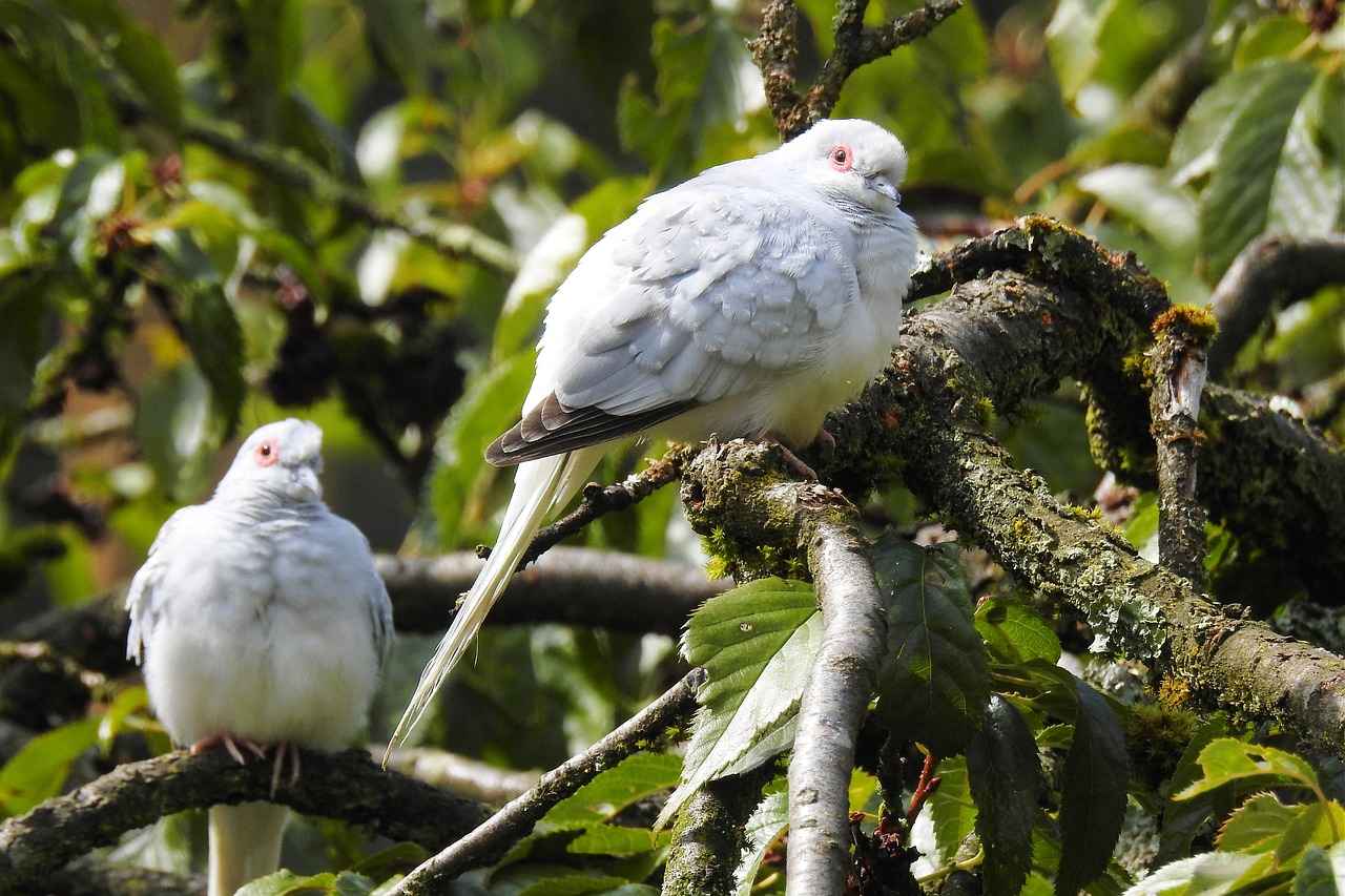 What Are the 4Cs of Diamonds?